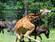 Tiere haben Sex