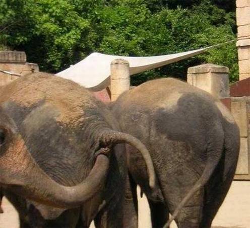 Tiere haben Sex, Faustverkehr
