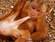 Tiere haben Sex, Autofellatio