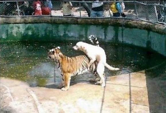 tierischer Sex