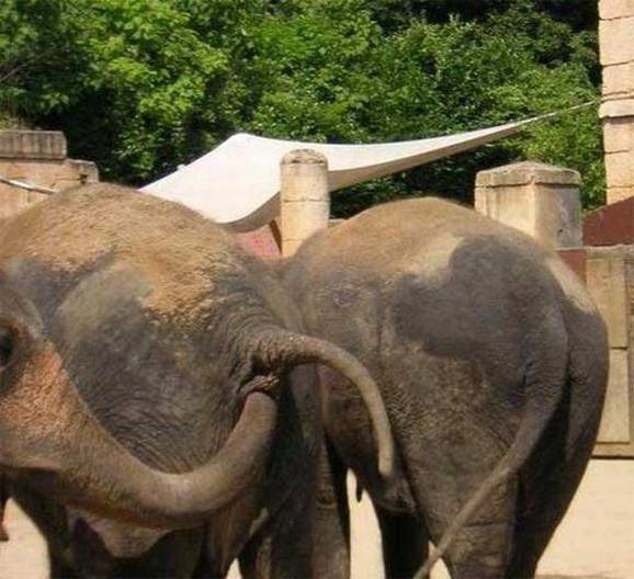 Tiere haben Sex, Faustverkehr