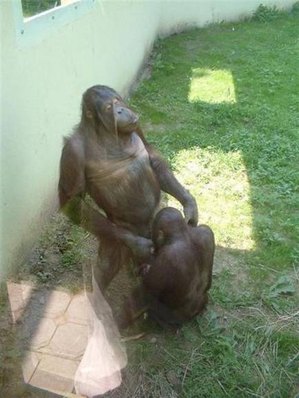 Tiere haben Sex, Oralverkehr