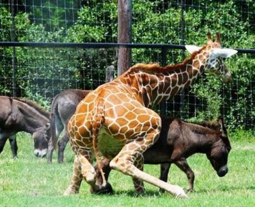 Tiere haben Sex