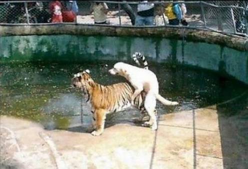 tierischer Sex