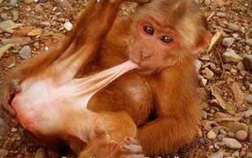 Tiere haben Sex, Autofellatio